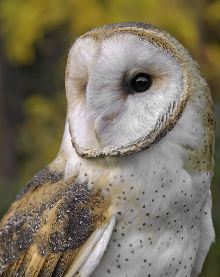  p>仓鸮巴西亚种(学名: i>tyto alba tuidara /i>)是仓鸮的 a target=