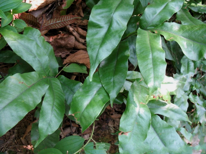  p>沙皮蕨(学名: i>hemigramma decurrens /i> (hook.) cop.