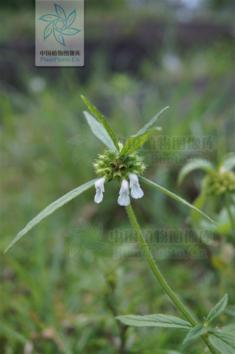  p>蜂巢草(学名, i>leucas aspera /i>)为唇形科绣球防风属下的一个种