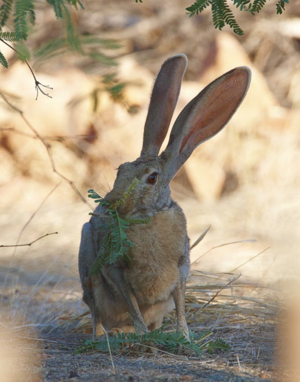 antelope jackrabbit
