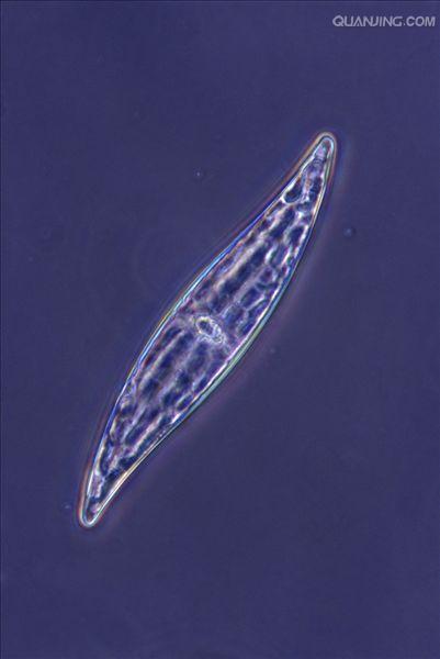  p>硅藻是一类具有 a target="_blank" href="/item/色素体/8726252"