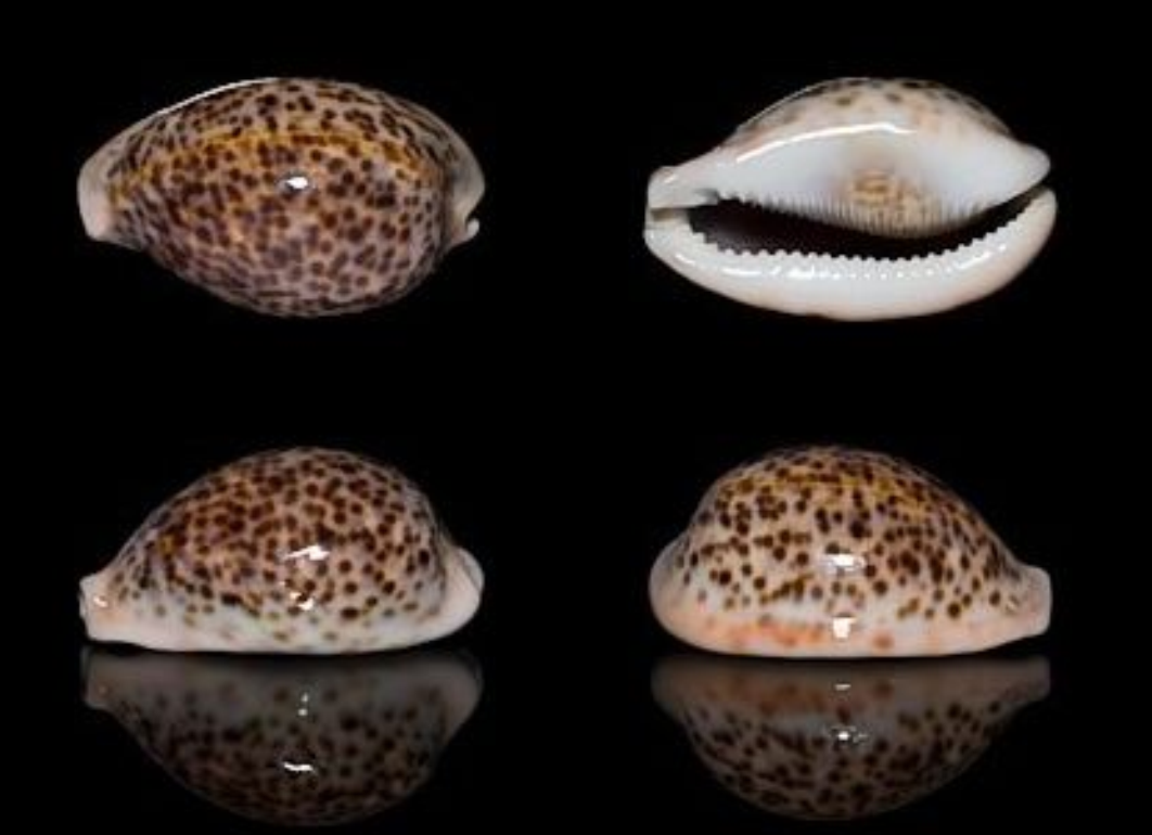  p>花豹宝螺(学名:cypraea pantherina )是腹足纲宝螺科的软体动物.