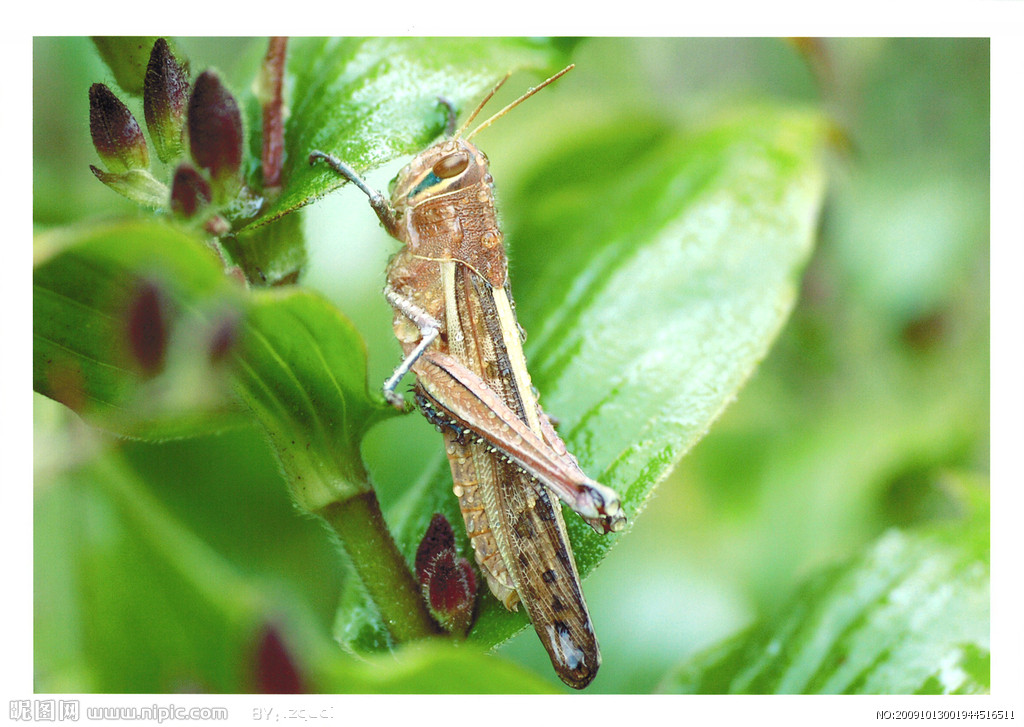 的动物,又称 a target="_blank" href="/item/真体腔动物/7647596"