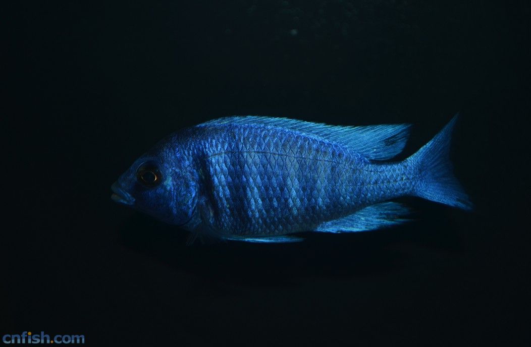  p>蓝宝石鱼(geophagus jurupari ),学名火唇柔丽鲷(placidochromis
