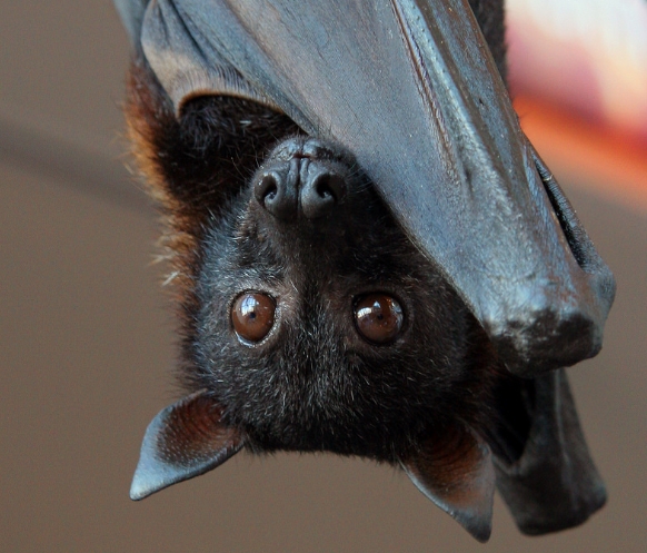  p>马来大狐蝠(学名: i>pteropus vampyrus malaccensis /i>):是 a