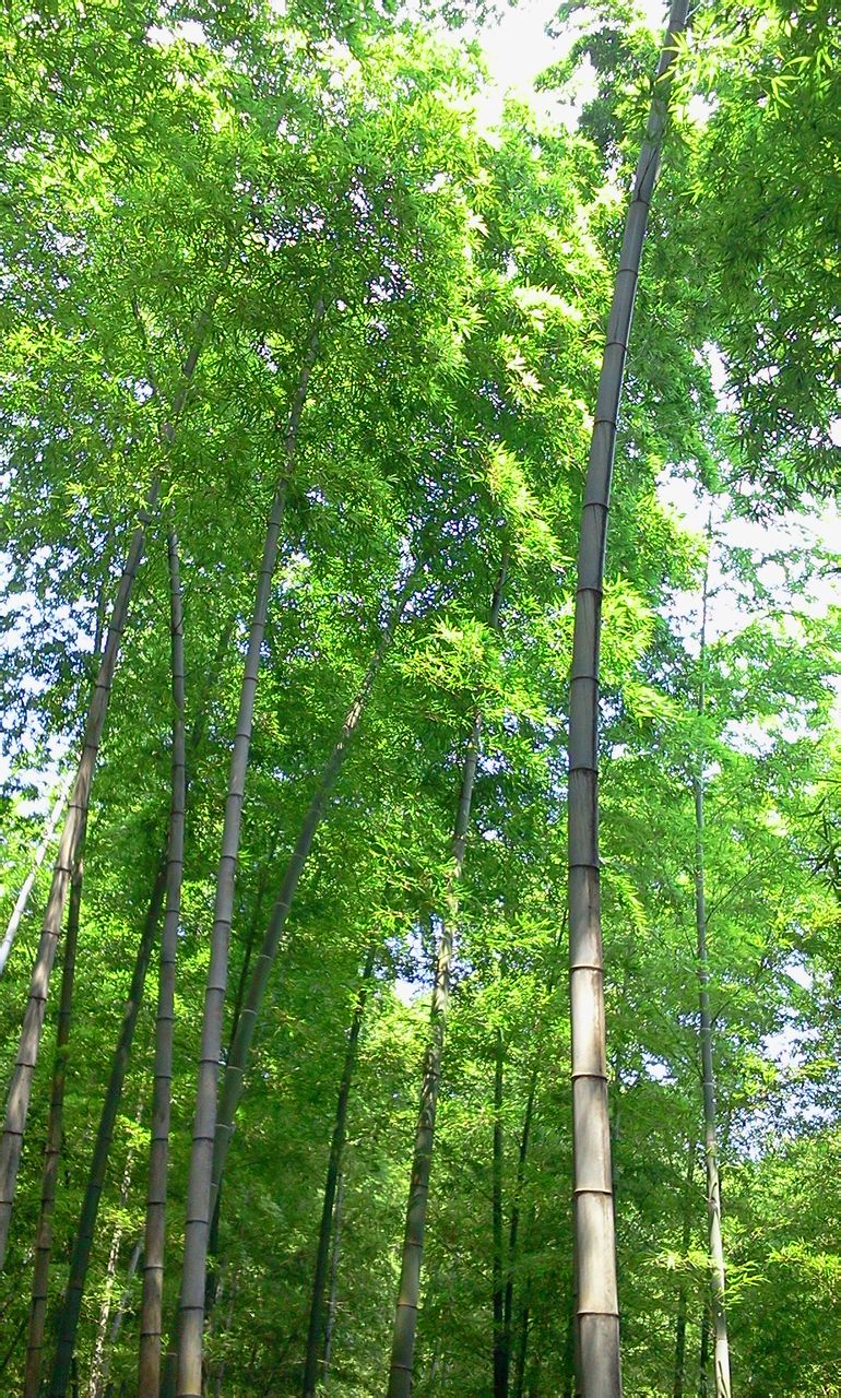  p> b>算盘竹 /b>(学名: i> b>indosasa glabrata /b> /i>)为禾本科大