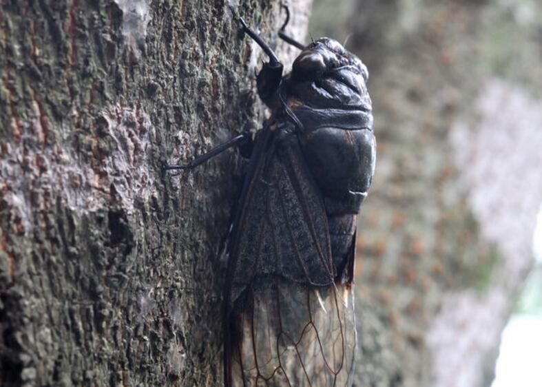  p>体长46～51mm.本种为台湾产体型最大的熊蝉类.