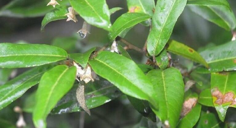  p> a target="_blank" href="/item/宜昌胡颓子/10488546" data