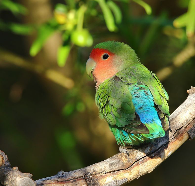  p>桃脸牡丹鹦鹉(学名: i>agapornis roseicollis /i>):体长一般在15