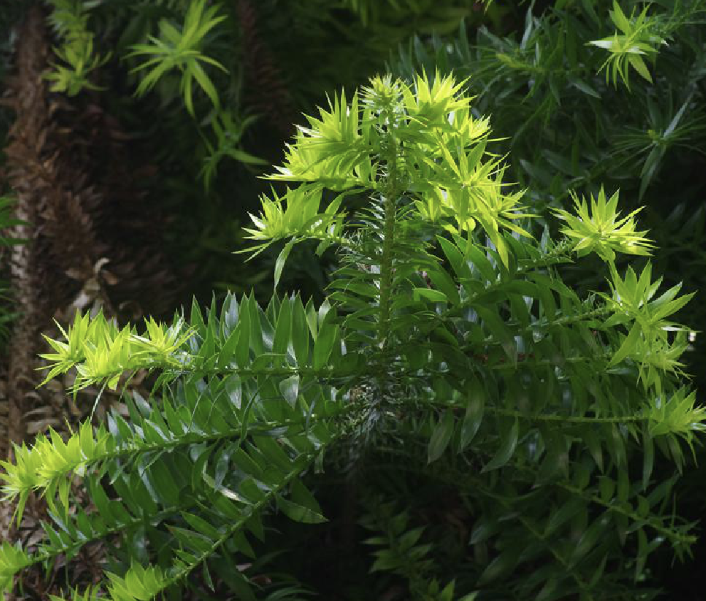 是南洋杉科南洋杉属植物,乔木,在原产地高达50米,胸径达1米;树皮厚