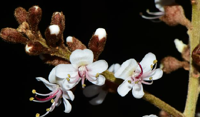  p>软荚红豆(学名: i>ormosia semicastrata /i> hance)是豆科,红豆属