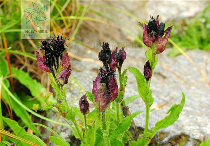  p>紫苞雪莲(学名:saussurea iodostegia hance)为 a href="#" data