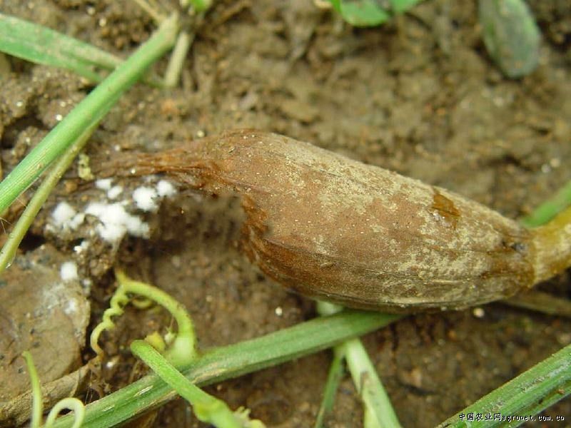  p>丝瓜绵腐病是由瓜果腐霉引起的,发生在 a target="_blank" href="