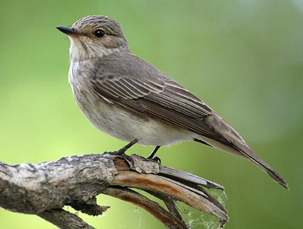 spotted flycatcher