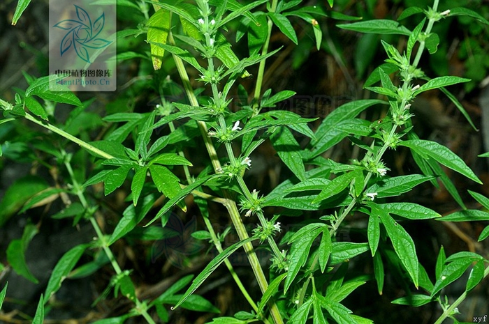  p>假鬃尾草( a href="#" data-lemmaid="8074290">学名 /a>:leonurus