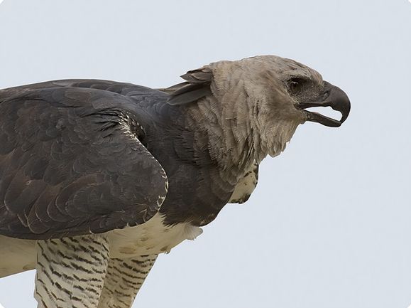  p>美洲角雕(学名: i>harpia harpyja /i>)是大型猛禽,体型大,喙和爪