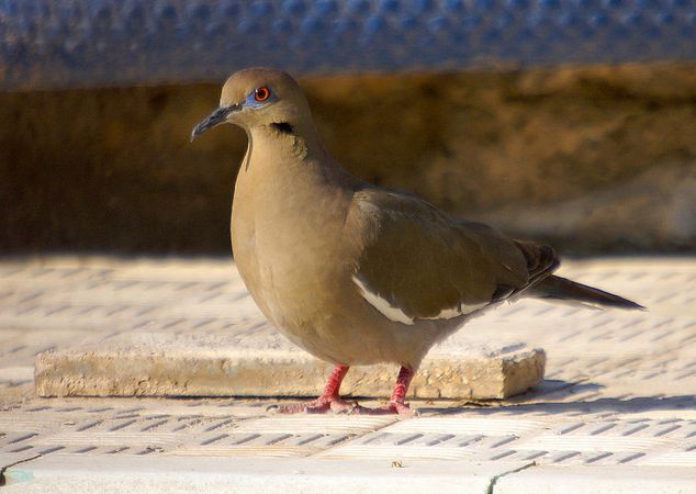 white-winged dove