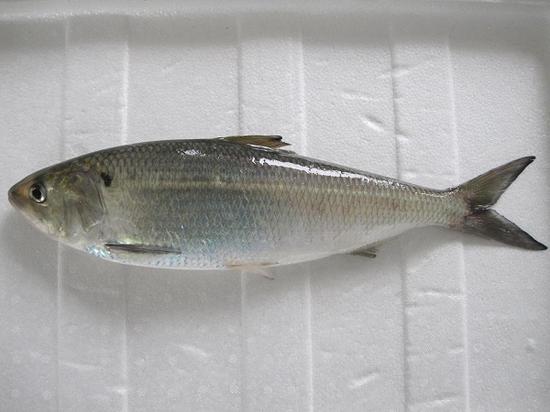 俗称三黎鱼,三来鱼,是我国特有的名贵经济鱼类,在我国黄海,东海和南海