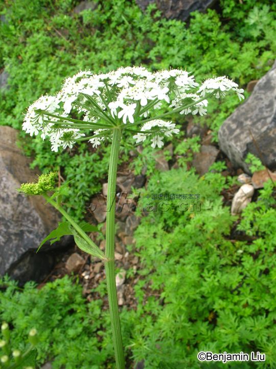 ">伞形科 /a> a target="_blank" href="/item/独活属/8490284" data