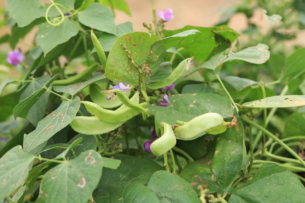  p>扁豆(学名: i>lablab purpureus /i> (linn.