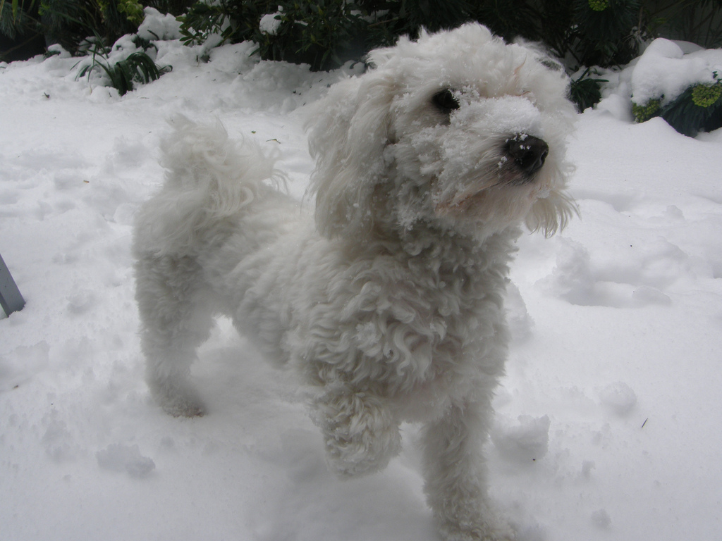  p> a href="#">卷毛 /a> a href="#">比雄犬 /a>(bichon frise)又称