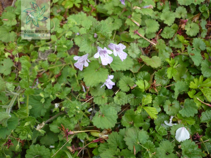  p>日本活血丹(学名:glechoma grandis (a. gray) kupr.