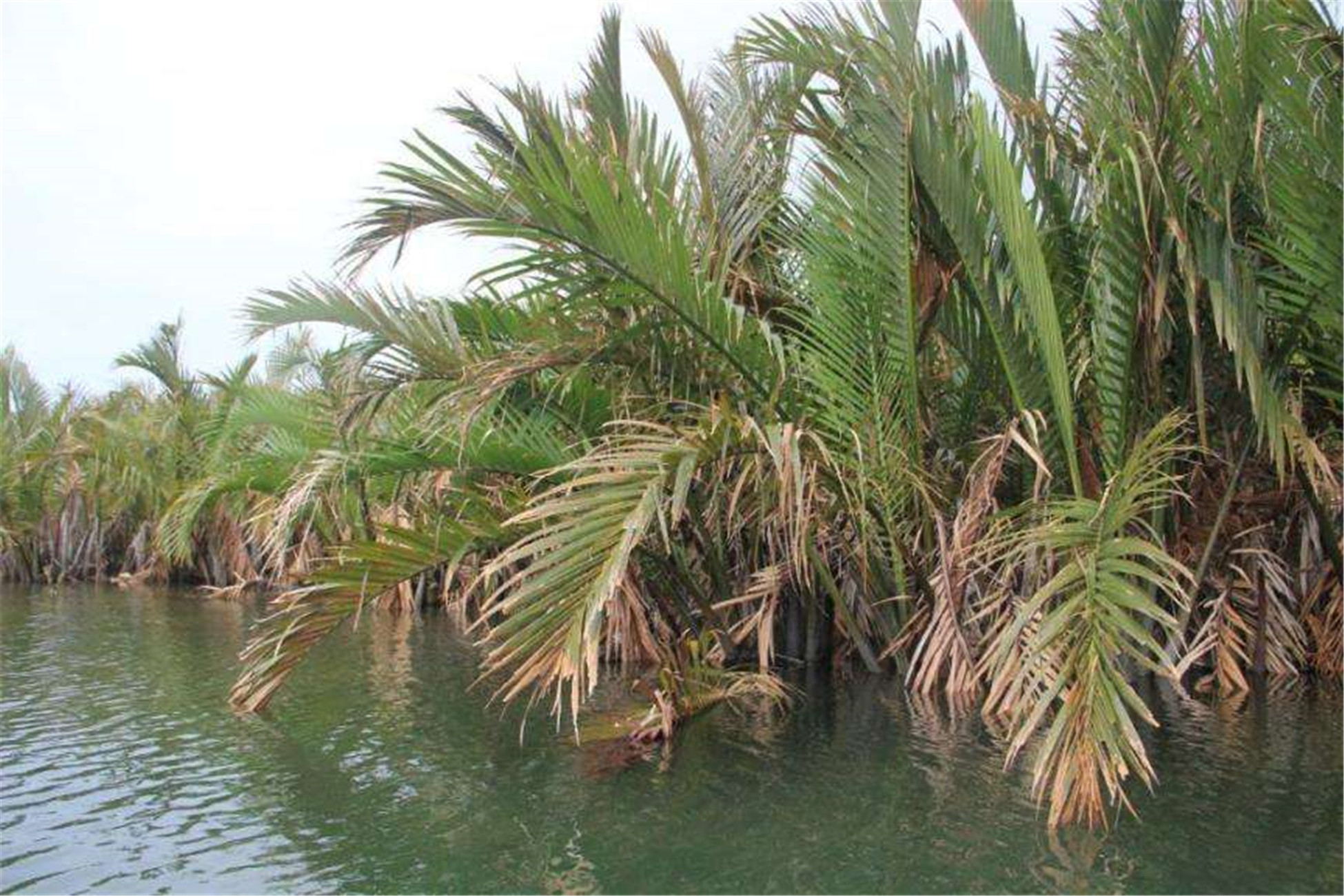  p>水椰(学名: i>nypa fructicans /i> wurmb.