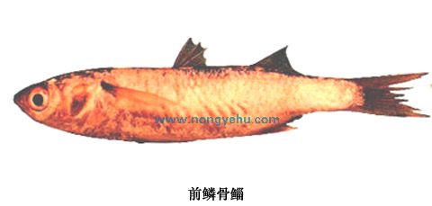 p>前鳞骨鲻, i>osteomugil ophuyseni  /i>(bleeker, 1858) , a href
