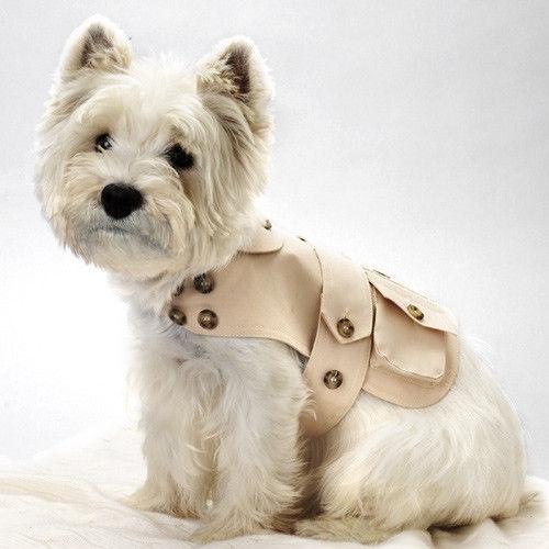 来自苏格兰西部高地的纯白色梗类,在外貌上,脸有点像狐狸,鼻梁比较长.