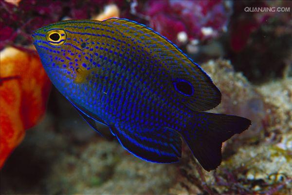  p>王子雀鲷, i>pomacentrus vaiuli  /i>(jordan &amp; seale