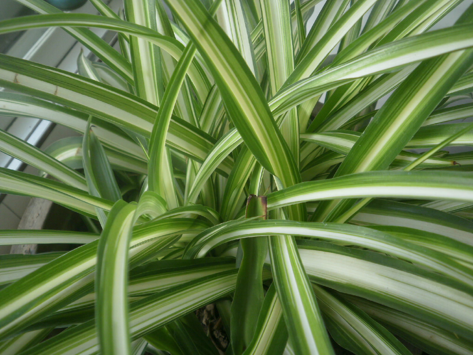 mediopictum),又名斑心宽叶吊兰,为宽叶吊兰的园艺栽培变种,叶片中心