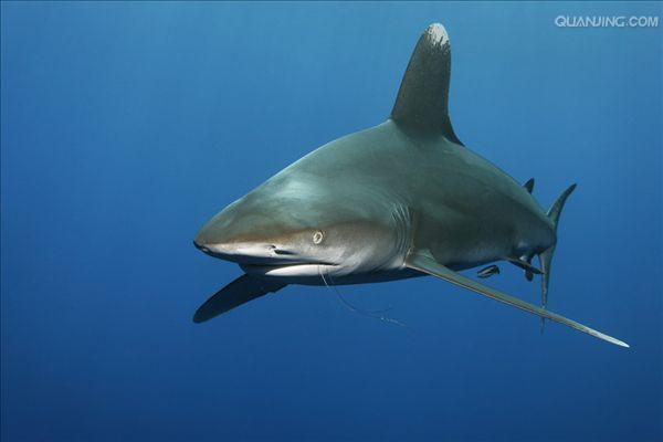 远洋白鳍鲨