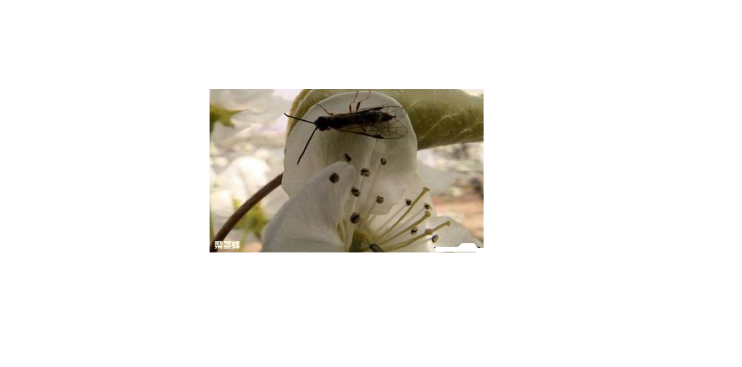  p>梨茎蜂(又叫梨梢茎蜂或梨茎锯蜂)从梨树的次要 a href="#" data