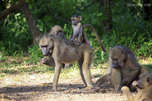  p>狒狒(学名: i>papio /i>):灵长目 a target="_blank" href="/item