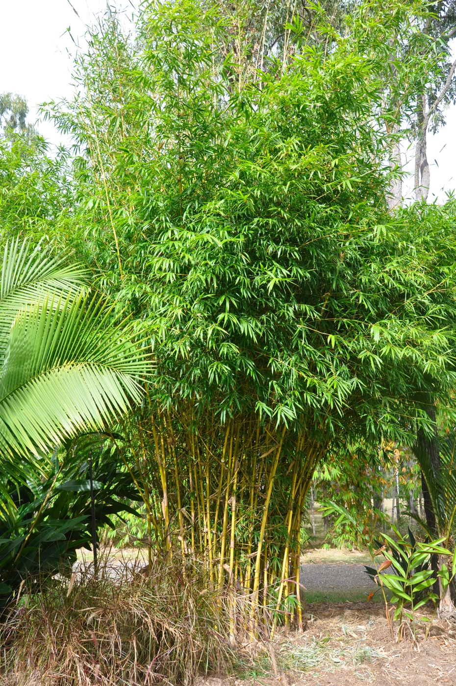 bambusa var.viridi—vittata