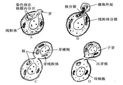 梅奇酵母