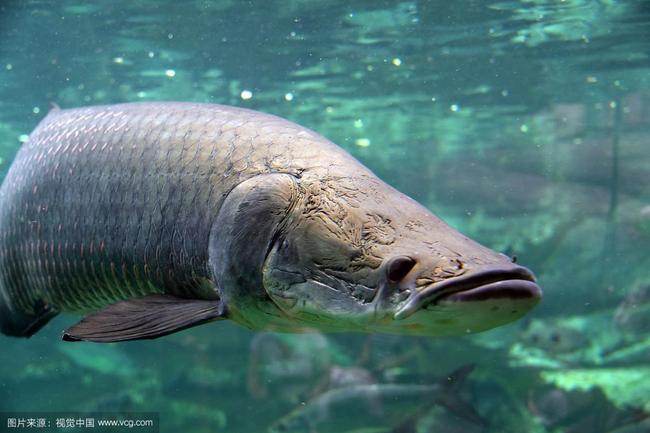 亚马逊河的铁血柔情——巨骨舌鱼_百科TA说