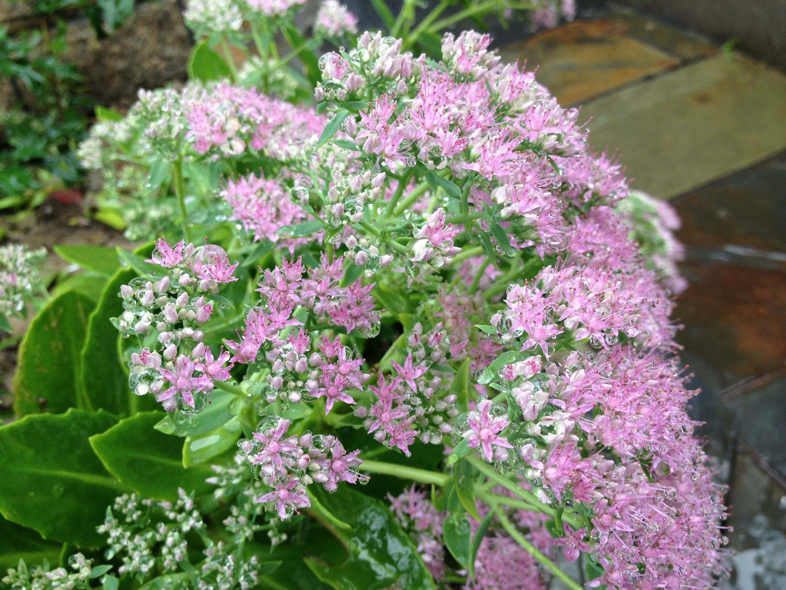 ohba)景天科,八宝属多年生肉质草本植物,地下茎肥厚,地上茎簇生,醋吵