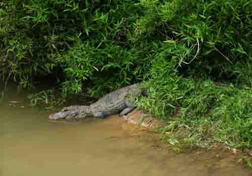 安徽扬子鳄国家级自然保护区