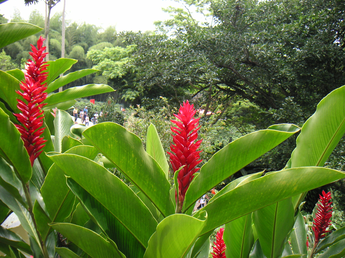 alpinia purpurata (vieill.) k.schum