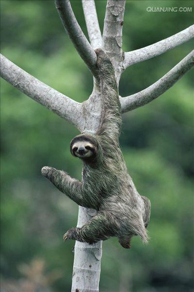 brown-throated three-toed sloth