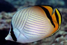  p>斜纹蝴蝶鱼鱼体色以白色为底色,眼睛上有黑色条纹穿过,在背鳍软条