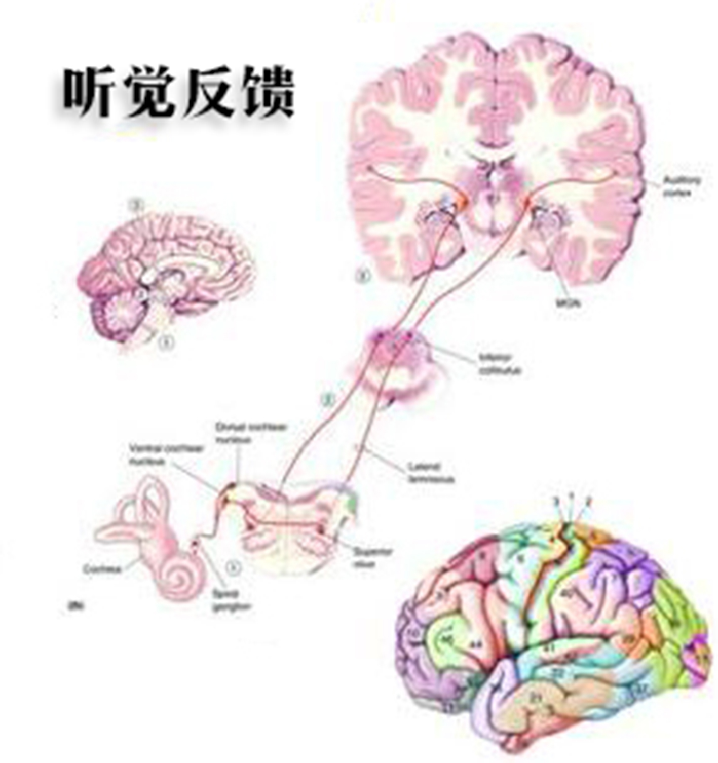 听觉反馈