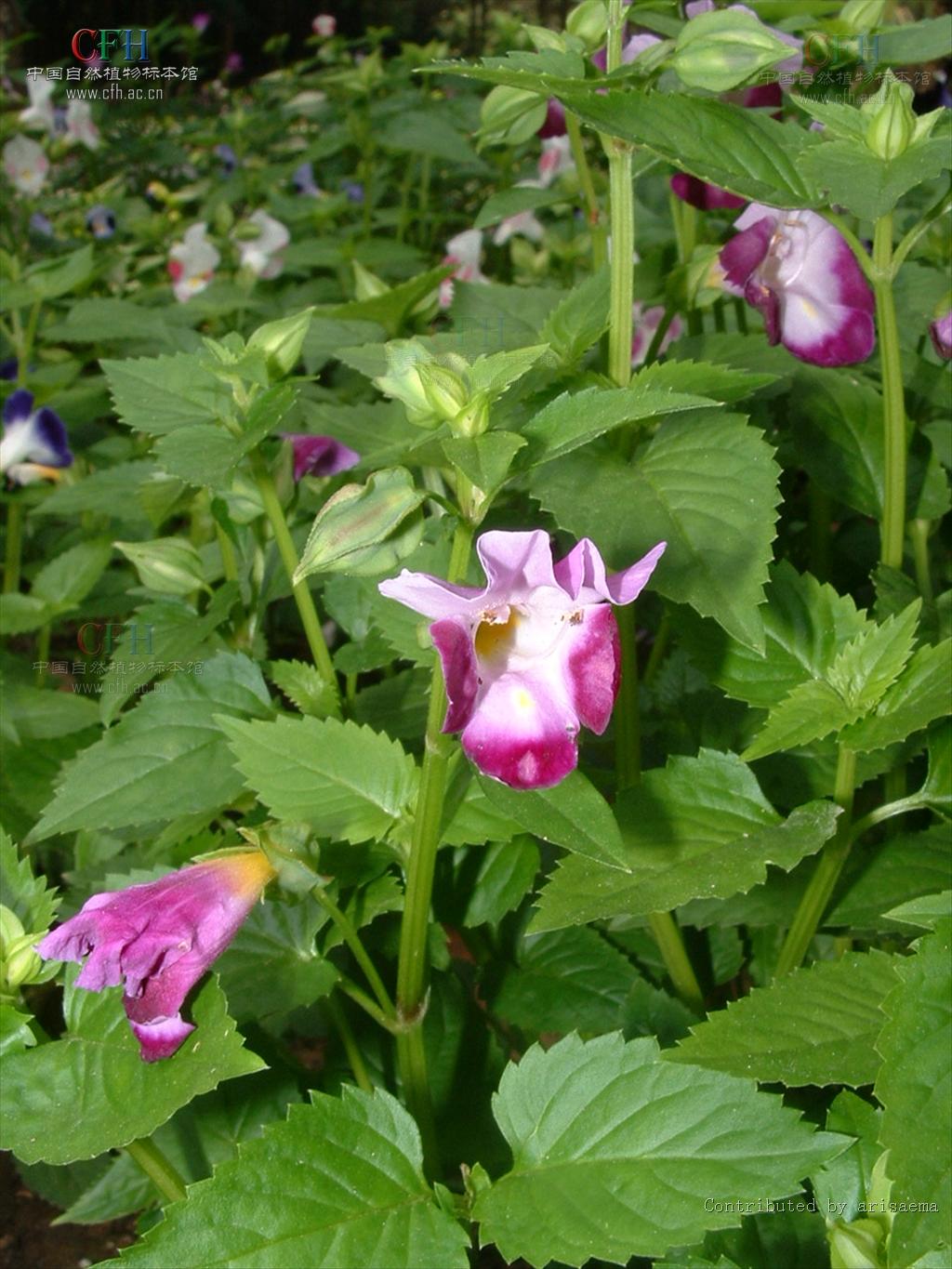 蝴蝶草属