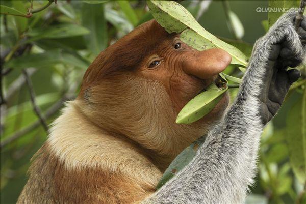  p>长鼻猴(学名: i>nasalis larvatus /i>),是东南亚 a href="#" data