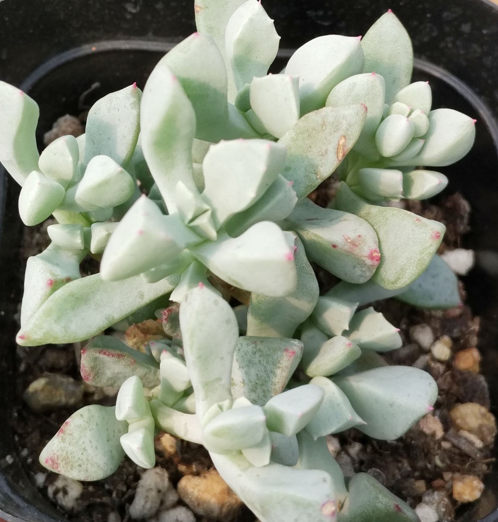 莲(braunsia maximiliani)是番杏科叠碧玉属的多年生常绿多肉草本植物