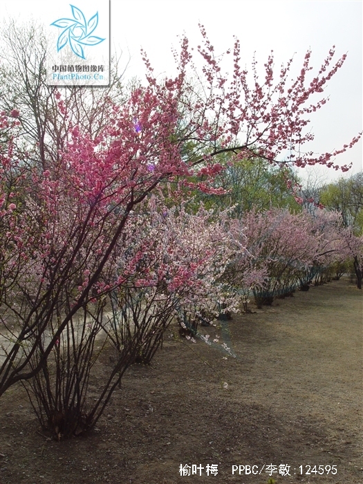 榆叶梅