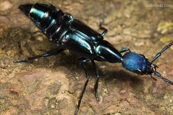  p>隐翅虫科指的是 a href="#" data-lemmaid="1622398">节肢动物门 