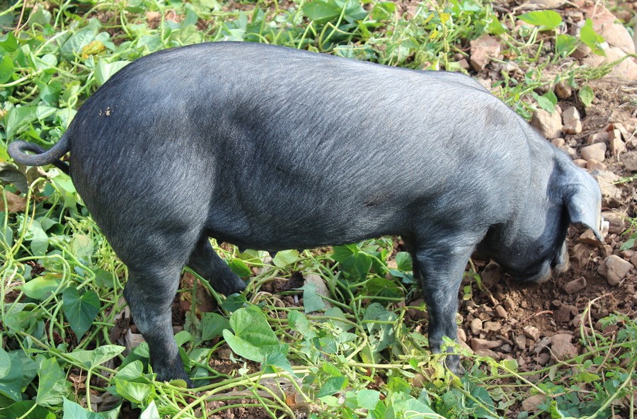  p data-id="gnx5rppvqm">黑猪在中国已有近五