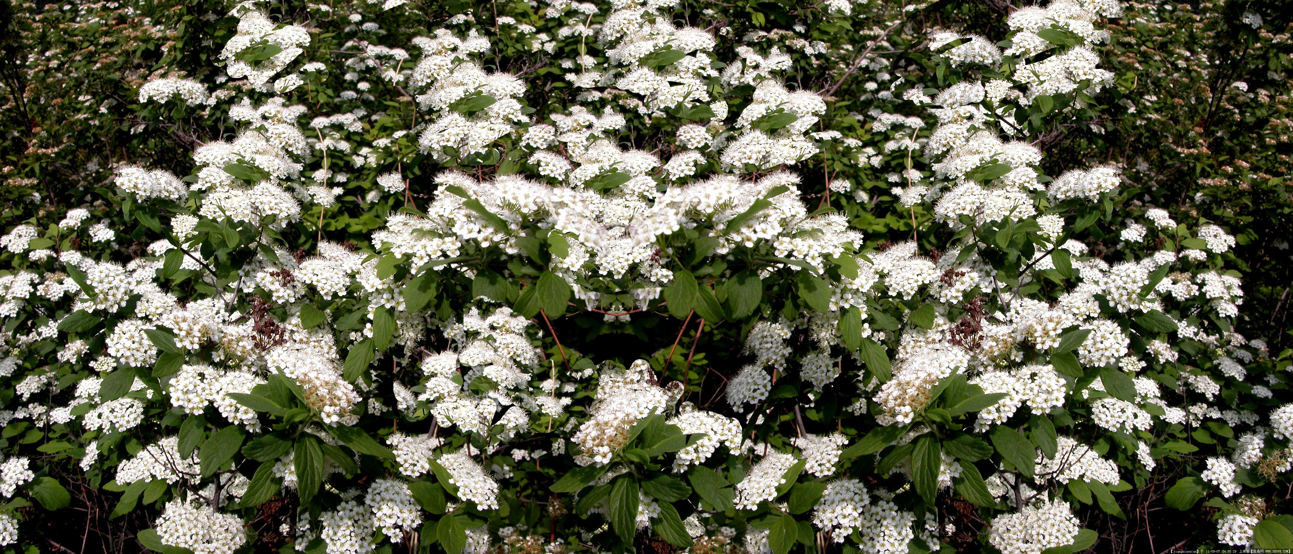 p>麻叶绣线菊(学名: i>spiraea cantoniensis /i> lour.